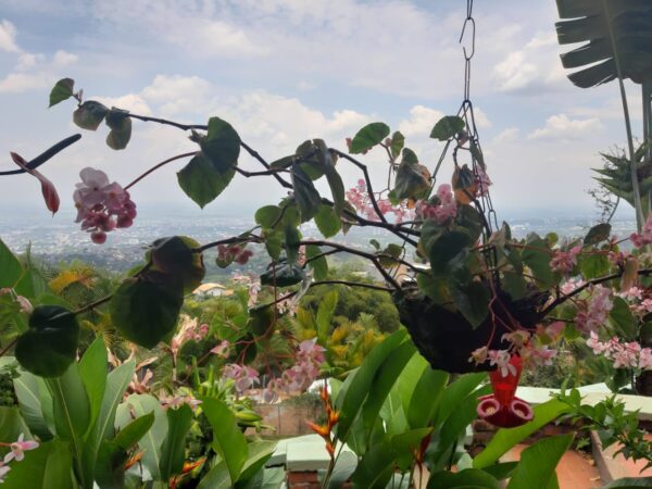 ALOJAMIENTO EN EL “MIRADOR TURISTICO VALLECAUCANO” - Image 6